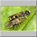 Ectemnius continuus - Grabwespe w03a 9mm mit Fliege - Tongrube Wallenhorst.jpg